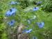 Love-in-a-mist - Nigella damascena 'Miss Jekyll'