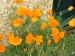 California Poppy - Eschscholzia californica 