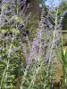 Russian Sage - Perovskia  'Blue Spire'