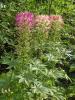 Spider Plant - Cleome hasseleriana 