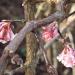 Viburnum - Viburnum x bodnantense  'Charles Lamont'