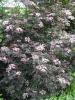 'Black Beauty' Elder - Sambucus nigra 'Black Beauty'