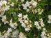 Mexican Orange Blossom - Choisya  'Aztec Pearl'