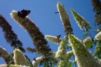 Buddleja