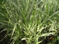 Ornamental Grass